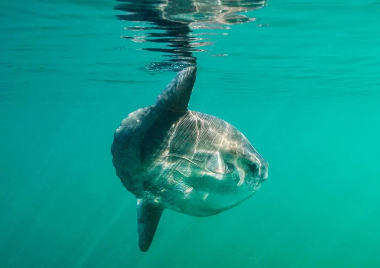 Marine Heatwaves Are Transforming British Waters Into a New Normal for Wildlife