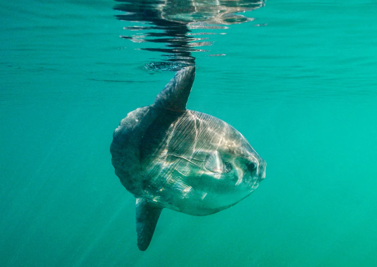 Marine Heatwaves Are Transforming British Waters Into a New Normal for Wildlife