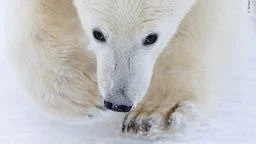 Wildlife Photographer of the Year Reveals Stunning 2026 Shortlist