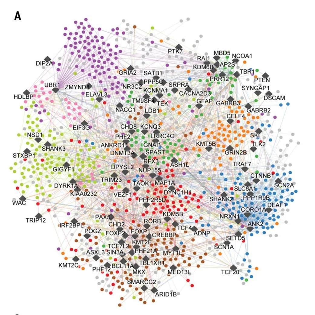 Researchers Develop Massive Molecular Map to Unlock New Autism Therapies