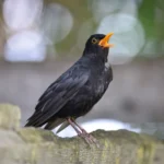 Why Some Birdsongs Sound More Pleasant to Human Ears