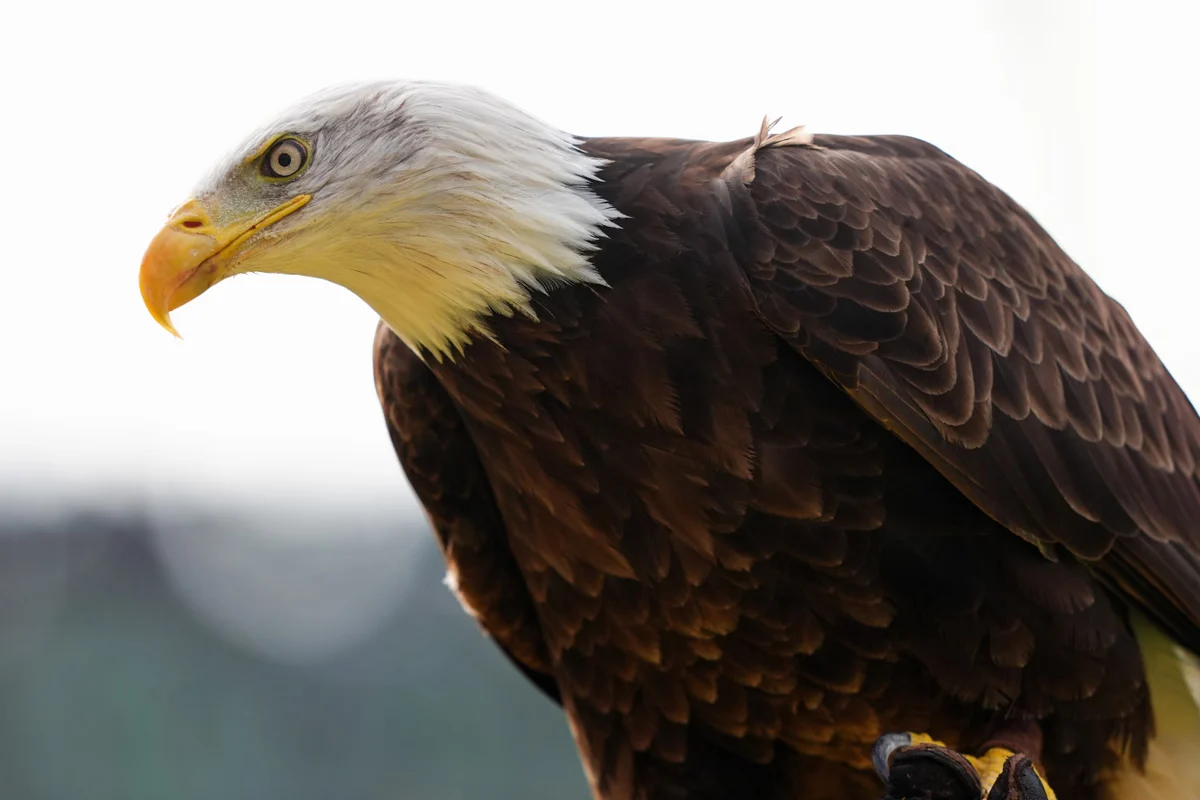The Ironic History Behind the White House’s Viral Bald Eagle and Canada Goose Image
