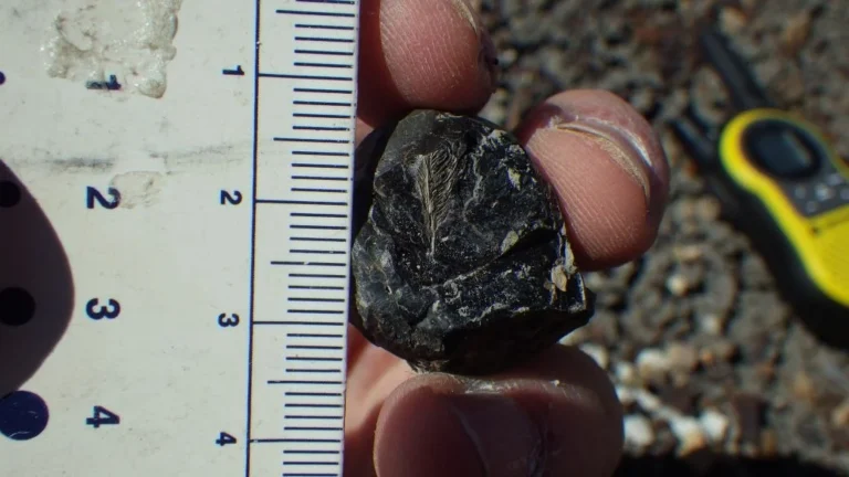 Ancient Dinosaur Dung Reveals Secret to Bird Survival