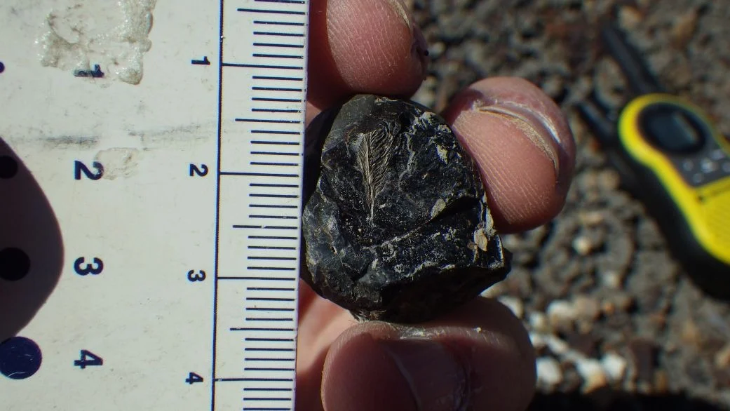 Ancient Dinosaur Dung Reveals Secret to Bird Survival